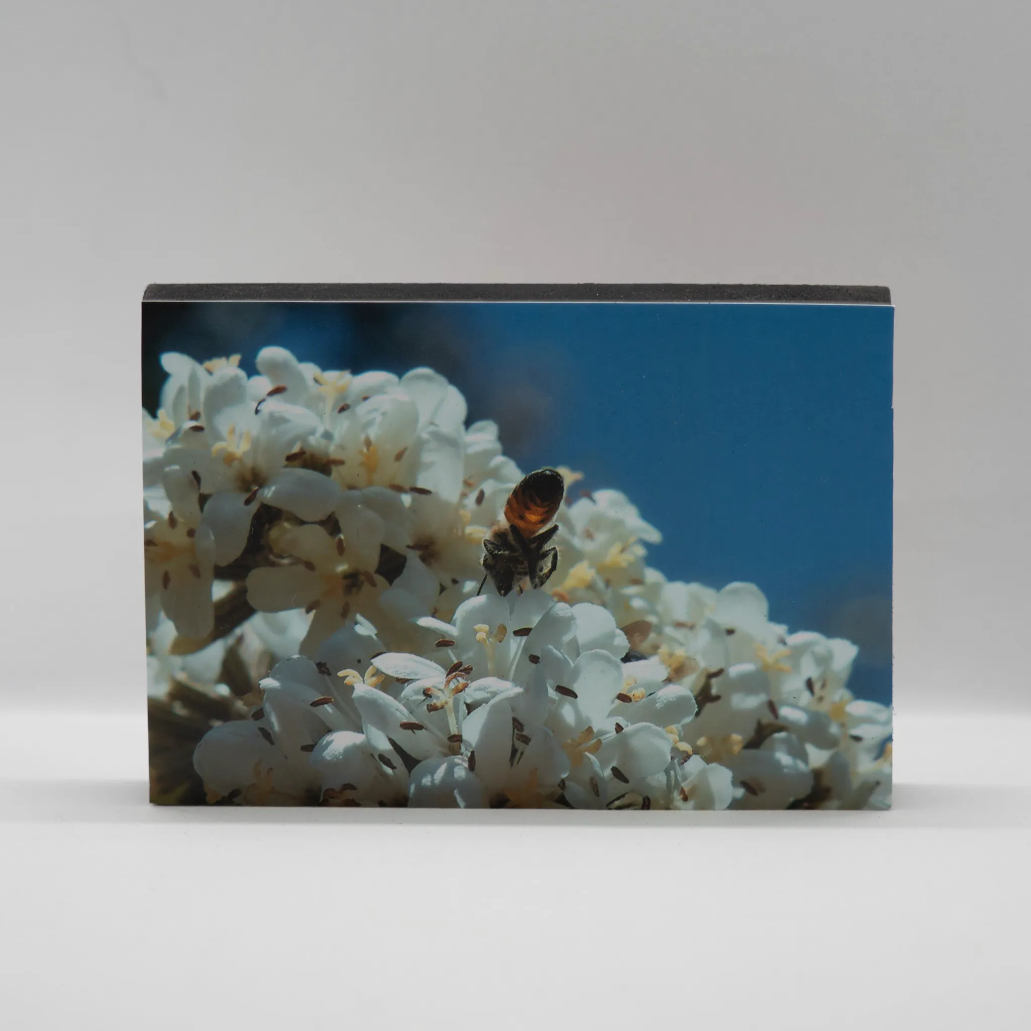 Abeja polinizando flores blancas en detalle