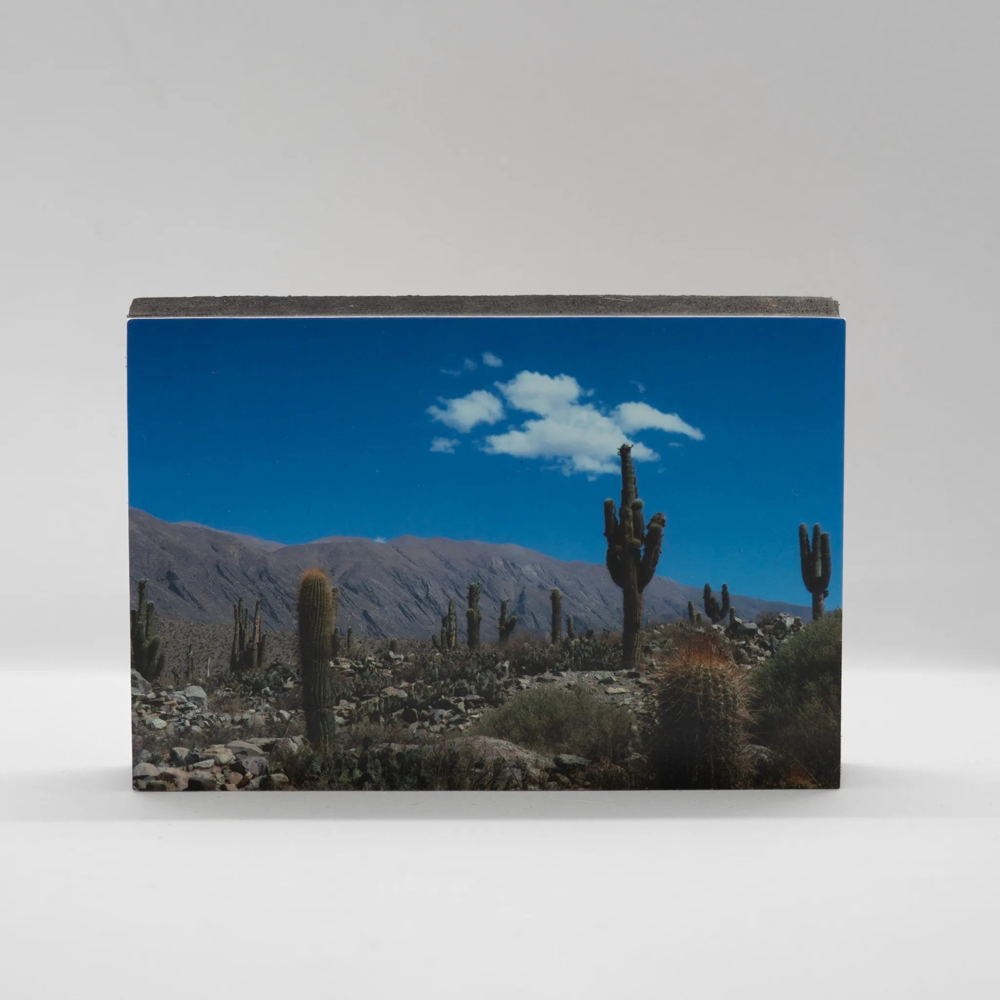 Cactus en paisaje desértico con montañas al fondo