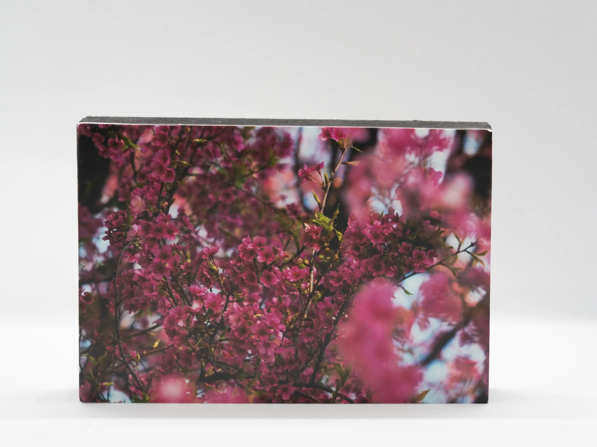 Flores rosas en árbol durante la primavera