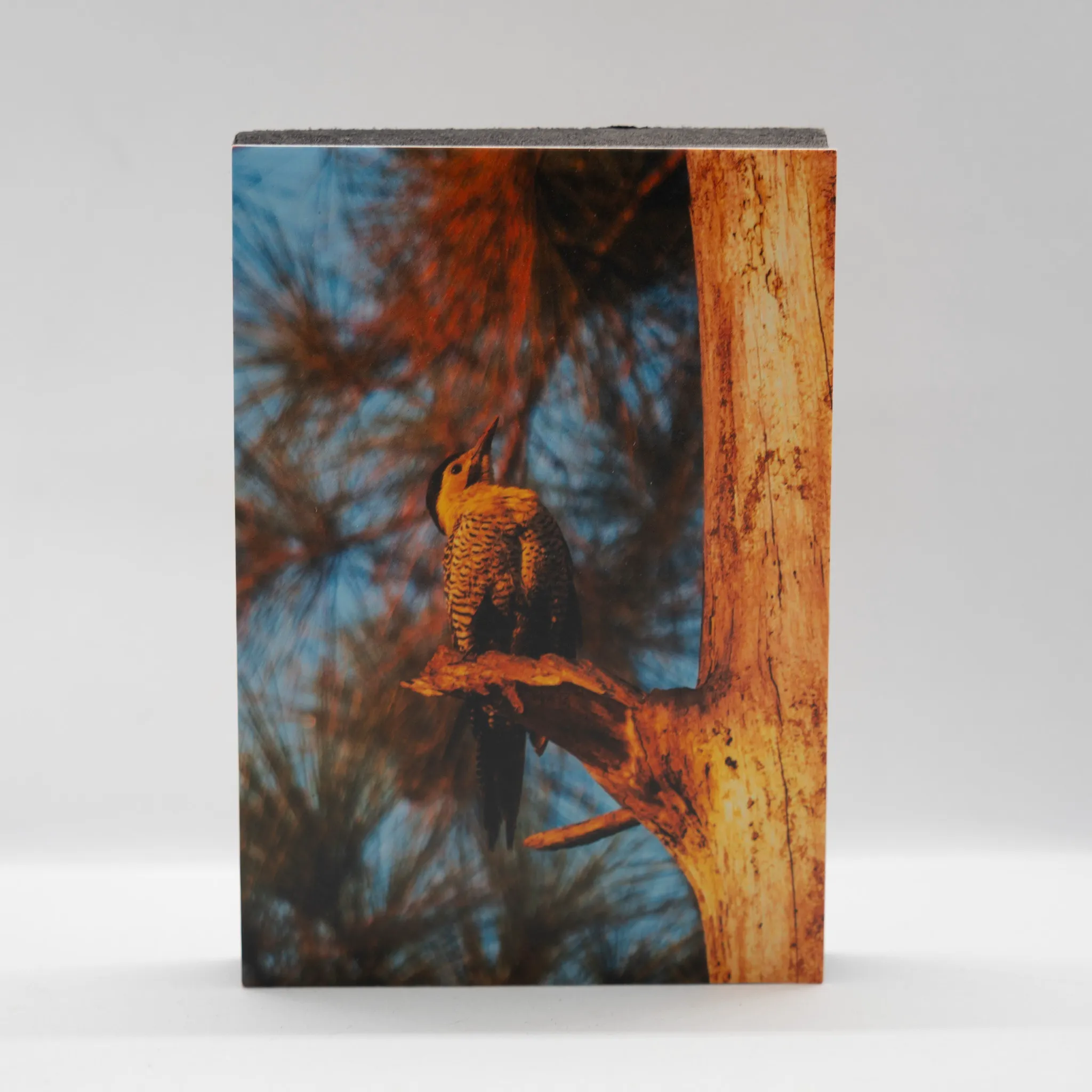 Pájaro carpintero en árbol