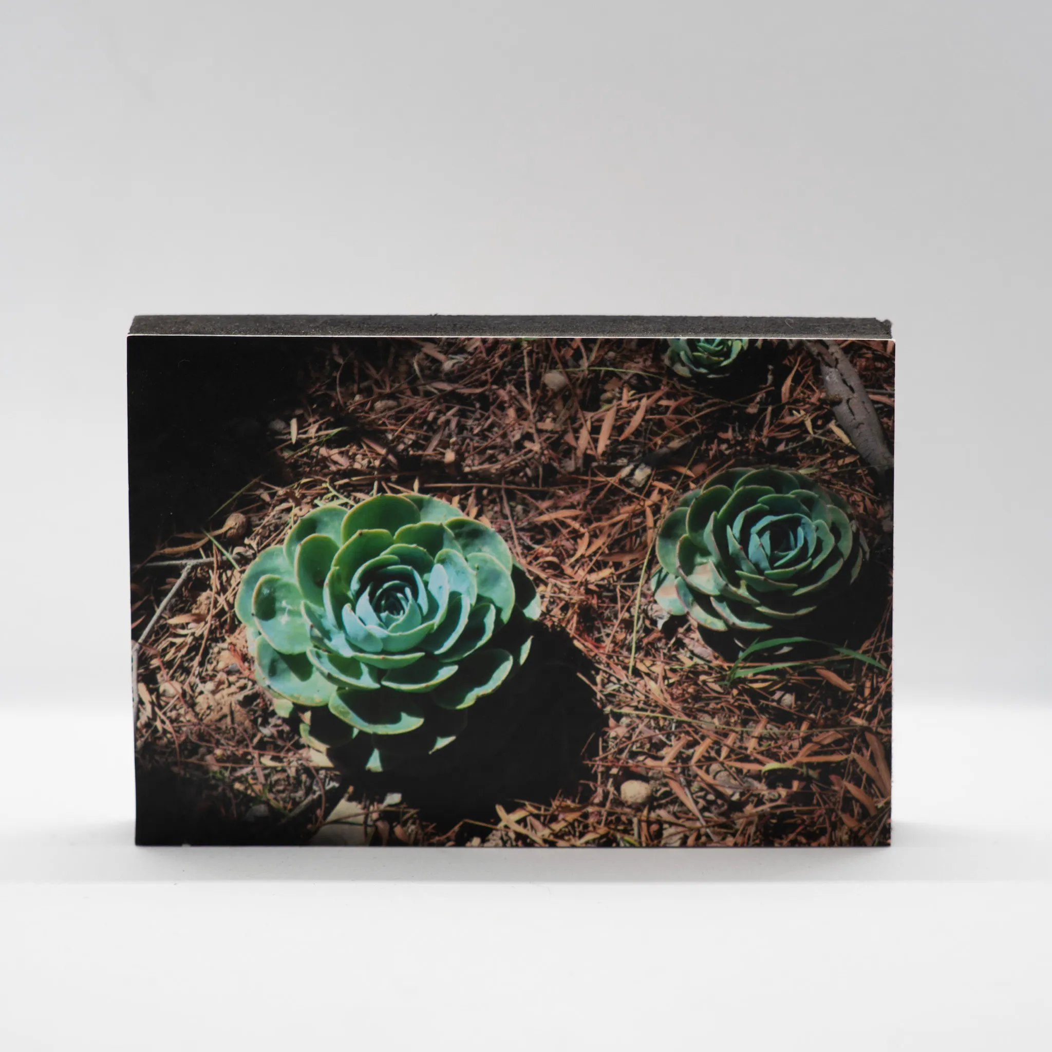 Suculentas Echeveria en jardín natural